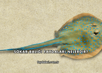 Sokar Balığı Faydaları Nelerdir?