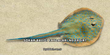 Sokar Balığı Faydaları Nelerdir?
