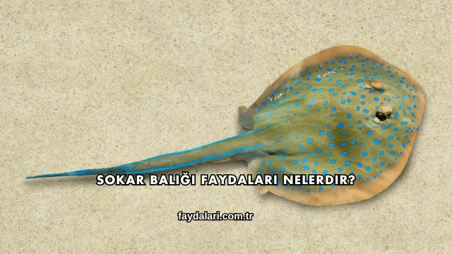 Sokar Balığı Faydaları Nelerdir?