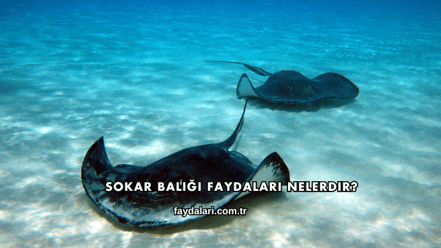 Sokar Balığı Faydaları Nelerdir?