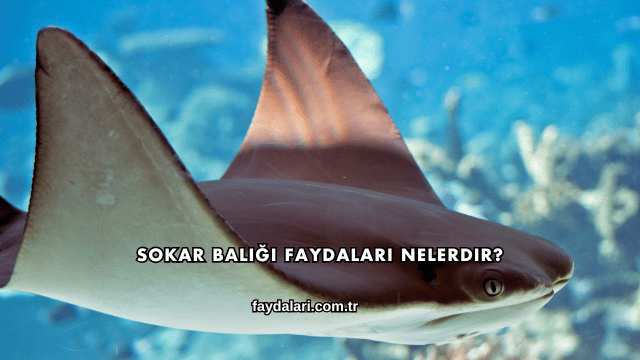 Sokar Balığı Faydaları Nelerdir?