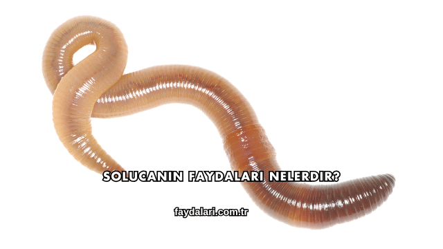 Solucanın Faydaları Nelerdir?