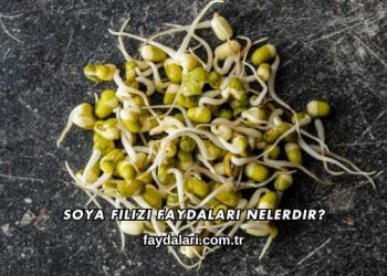 Soya Filizi Faydaları Nelerdir?