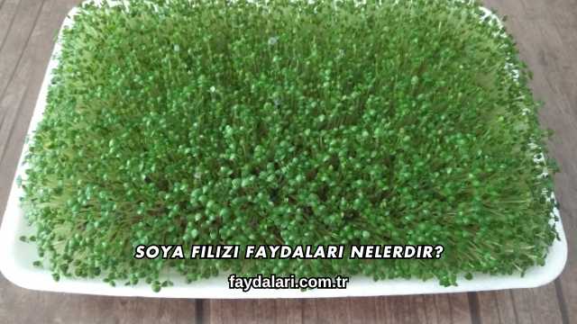 Soya Filizi Faydaları Nelerdir?