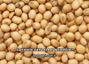Soyanın Faydaları Nelerdir?