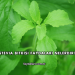 Stevia Bitkisi Faydaları Nelerdir?
