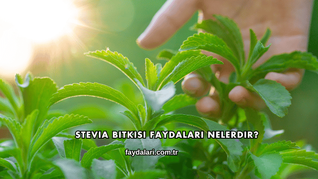 Stevia Bitkisi Faydaları Nelerdir?
