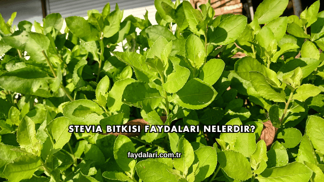 Stevia Bitkisi Faydaları Nelerdir?