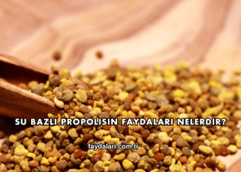 Su Bazlı Propolisin Faydaları Nelerdir?