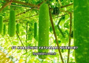 Su Kabağının Faydaları Nelerdir?