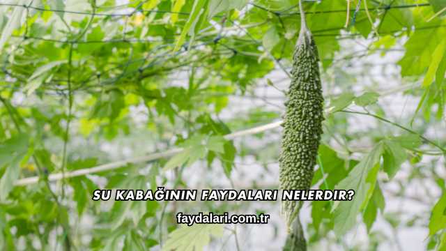 Su Kabağının Faydaları Nelerdir?