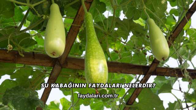 Su Kabağının Faydaları Nelerdir?