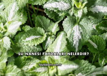 Su Nanesi Faydaları Nelerdir?