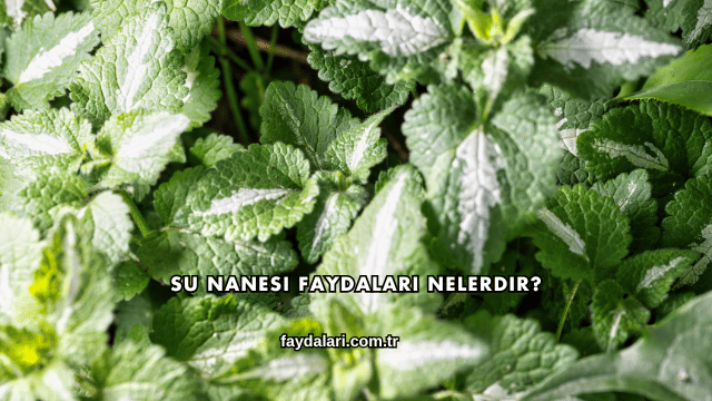 Su Nanesi Faydaları Nelerdir?