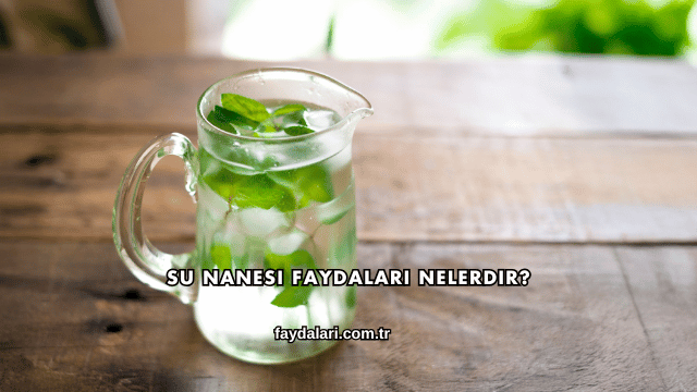 Su Nanesi Faydaları Nelerdir?