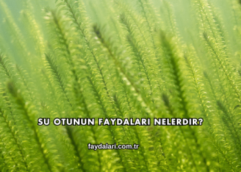 Su Otunun Faydaları Nelerdir?