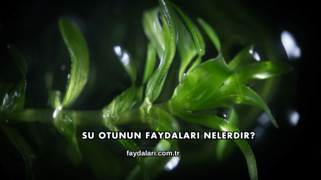 Su Otunun Faydaları Nelerdir?