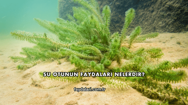 Su Otunun Faydaları Nelerdir?