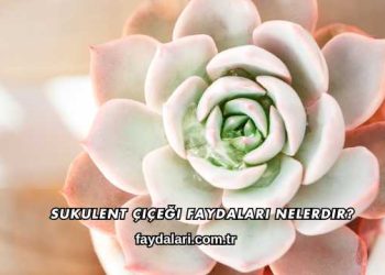 Sukulent Çiçeği Faydaları Nelerdir?