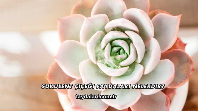 Sukulent Çiçeği Faydaları Nelerdir?
