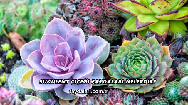 Sukulent Çiçeği Faydaları Nelerdir?