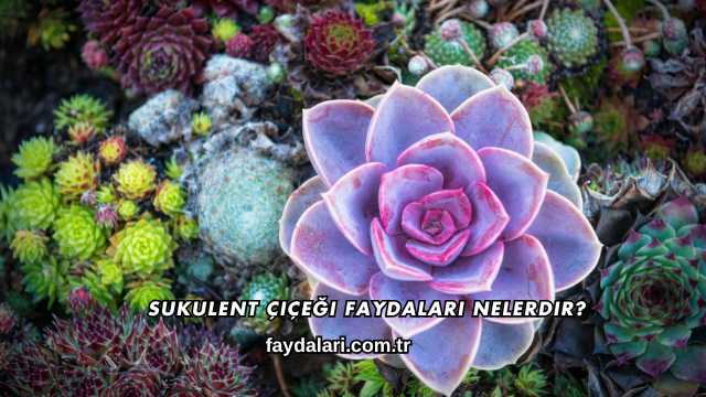 Sukulent Çiçeği Faydaları Nelerdir?