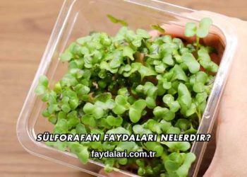 Sülforafan Faydaları Nelerdir?