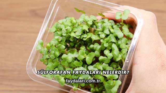 Sülforafan Faydaları Nelerdir?