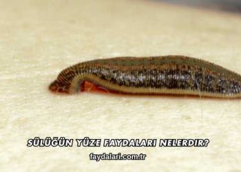 Sülüğün Yüze Faydaları Nelerdir?