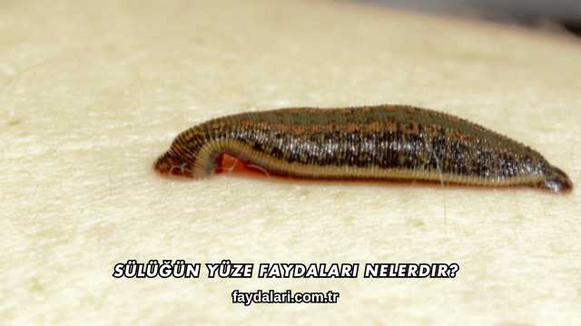 Sülüğün Yüze Faydaları Nelerdir?