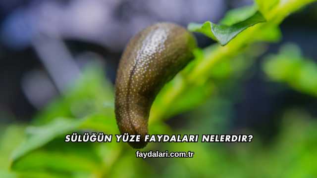 Sülüğün Yüze Faydaları Nelerdir?