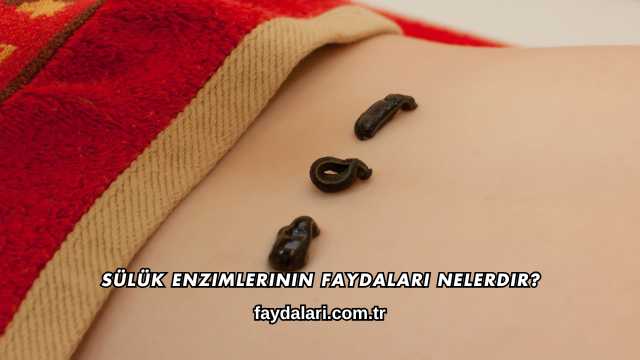 Sülük Enzimlerinin Faydaları Nelerdir?