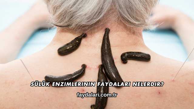Sülük Enzimlerinin Faydaları Nelerdir?
