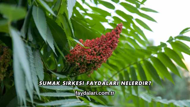 Sumak Sirkesi Faydaları Nelerdir?