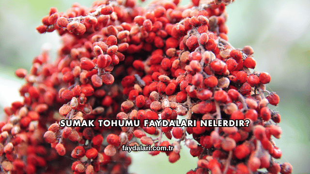 Sumak Tohumu Faydaları Nelerdir?