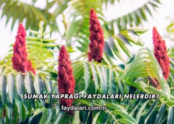 Sumak Yaprağı Faydaları Nelerdir?