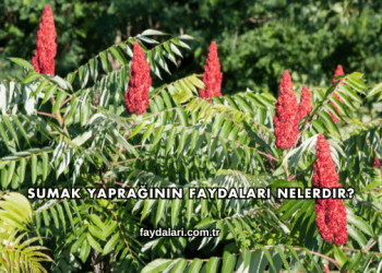 Sumak Yaprağının Faydaları Nelerdir?
