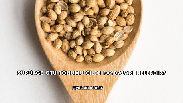 Süpürge Otu Tohumu Cilde Faydaları Nelerdir?