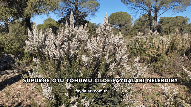 Süpürge Otu Tohumu Cilde Faydaları Nelerdir?