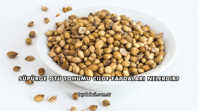 Süpürge Otu Tohumu Cilde Faydaları Nelerdir?