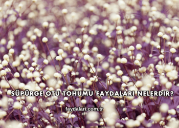 Süpürge Otu Tohumu Faydaları Nelerdir?