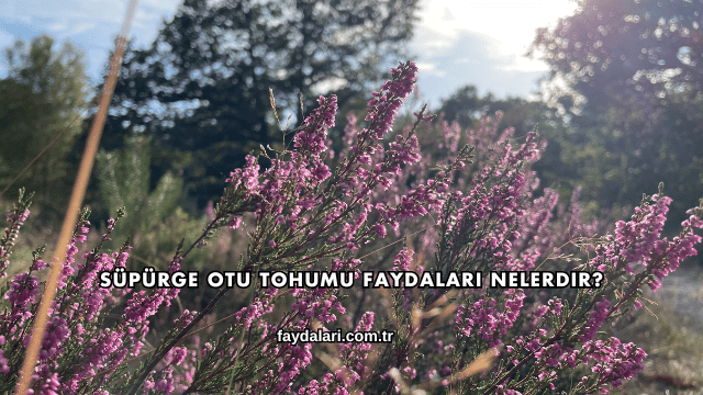 Süpürge Otu Tohumu Faydaları Nelerdir?