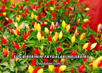 Süs Biberinin Faydaları Nelerdir?