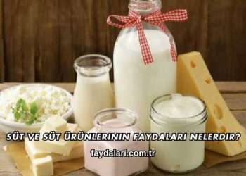 Süt ve Süt Ürünlerinin Faydaları Nelerdir?