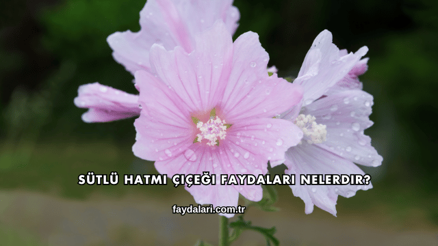 Sütlü Hatmi Çiçeği Faydaları Nelerdir?