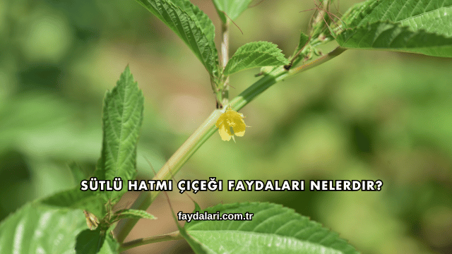 Sütlü Hatmi Çiçeği Faydaları Nelerdir?