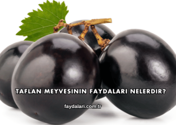 Taflan Meyvesinin Faydaları Nelerdir?