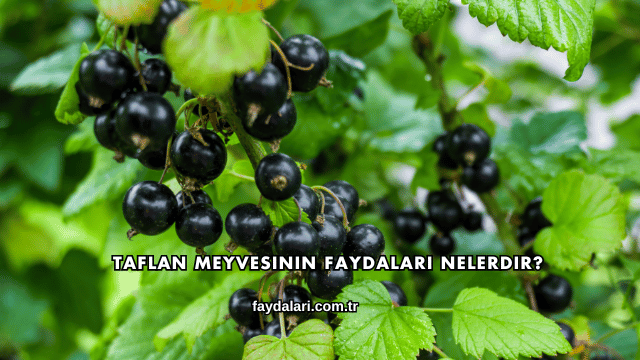 Taflan Meyvesinin Faydaları Nelerdir?