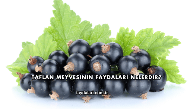 Taflan Meyvesinin Faydaları Nelerdir?