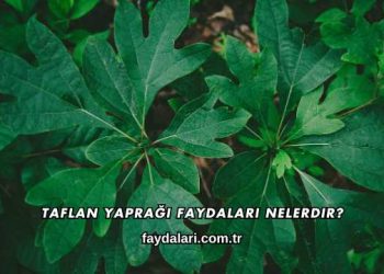 Taflan Yaprağı Faydaları Nelerdir?